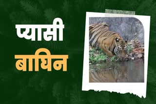 Tigress drinking water