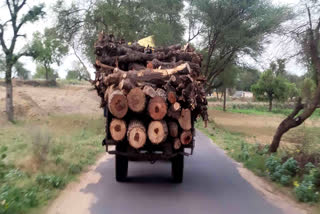 Illegal trees felling in Bhiwani