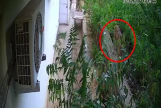 tiger-cub-seen-walking-on-wall-of-house-in-alwar-people-scared-video-viral