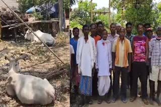 Controversy over cow smuggling in Narayanpur