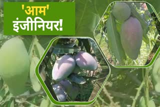 earning lakhs of rupees from mango horticulture