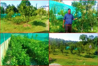 11 thousand fruit plants prepared in Hamirpur before  rainy season.