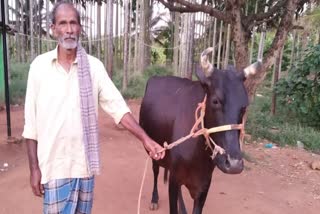 Cow saved owners life by fighting with leopard