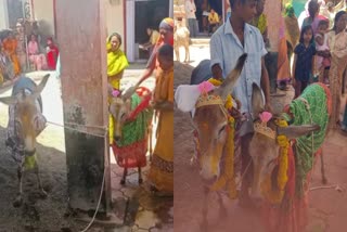 villagers-married-donkeys-for-rain-in-belgavi