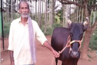 Cow saved owner's life by fighting with a leopard; dog supported cow