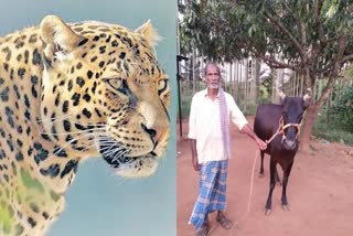 leopard-attacked-on-farmer-in-karnataka-cow-saved-ownerlife-by-fighting-with-a-leopard-dog-also-supported-cow