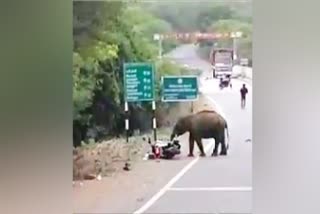 Baby elephant attack