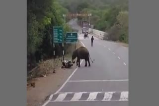 ബൈക്ക് യാത്രികന് നേരെ കുട്ടിക്കൊമ്പന്‍  കുട്ടിക്കൊമ്പന്‍  ഇറങ്ങിയോടി യുവാ  ബൈക്ക് ചവിട്ടിമെതിച്ച് തിരികെ കാടുകയറി  ചാമരാജ നഗറില്‍ കുട്ടിക്കൊമ്പന്‍റെ ആക്രമണം  വയനാട് മുത്തങ്ങ  Karnataka news updates  latest news in Karnataka  Karnataka news updates  ബെംഗളൂരു വാര്‍ത്തകള്‍  ബെംഗളൂരു പുതിയ വാര്‍ത്തകള്‍  ബെംഗളൂരു കുട്ടിക്കൊമ്പന്‍ ആക്രമണം