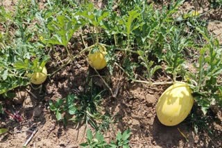 Yellow Watermelon Farming in koriya