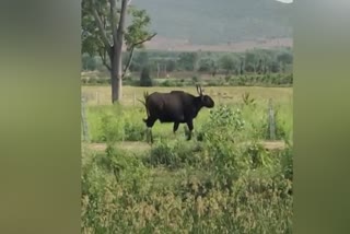 bison-appeared-in-farmers-fields-at-davanagere