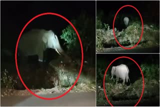 elephant in haridwar