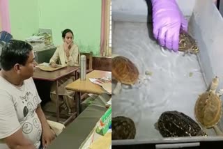 jabalpur turtles sold in aquarium shop