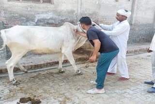 one lakh animals vaccinated in Bhawani