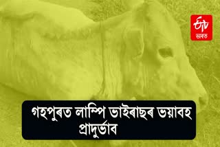 lampi disease in the body of a cow at ghopur