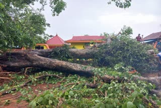 tree fell down  child died in aluva  aluva  latest news in ernakulam  rain  weather  ആലുവ  ആൽമരം ഒടിഞ്ഞ് വീണ്  8 വയസുകാരന് ദാരുണാന്ത്യം  സുഹൃത്തുക്കളായ 2 കുട്ടികള്‍ക്ക് ഗുരുതര പരിക്ക്  എറണാകുളം ഏറ്റവും പുതിയ വാര്‍ത്ത  ഇന്നത്തെ പ്രധാന വാര്‍ത്ത