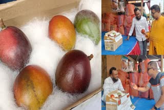 World Most Expensive Mango In West Bengal