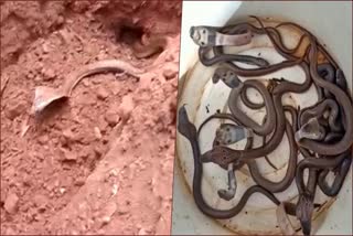 vVideo: More than 25 baby snakes found in the backyard of house