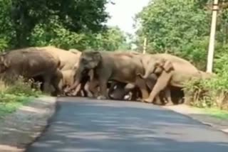 elephant dies in seraikela