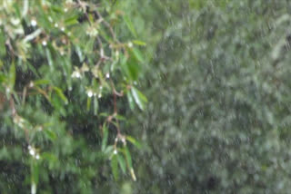 Idukki Rain  idukki weather  idukki  rain  rain idukki  ഇടുക്കിയിൽ കാലവർഷമെത്തി  പീരുമേട്  ഇടുക്കി പീരുമേട്  ഇടുക്കി മഴ  മഴ  ഇടുക്കി മഴ  കാലവർഷം