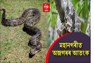 Python rescued in Guwahati