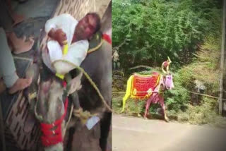 Annual bull races ooze blood yet again at Karnataka's Vijayapura; Kara Hunnime festival