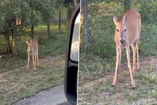 Deer Eating Snake