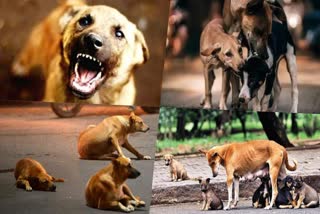 Stray Dog Attack  What are the reasons behind Stray dog attacks  Stray dog attacks in Kerala  Stray dog attacks Permanent solution  നിയന്ത്രണം പാളിയതോടെ  നാട്ടില്‍ വിലസി തെരുവുനായകള്‍  ആക്രമണവേളയിലുണ്ടാകുന്ന പ്രഖ്യാപനങ്ങളല്ലാതെ  പരിഹാരം ഇന്നും അകലെ  തെരുവുനായ നിയന്ത്രണം  തെരുവുനായ  പേവിഷബാധ  വാക്‌സിന്‍