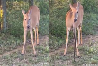 Deer eating snake in forest  ഇത് പ്രകൃതിയുടെ വികൃതി  വഴിയരികില്‍ പാമ്പിനെ ചവച്ചരച്ച് മാന്‍  പാമ്പിനെ ഭക്ഷിക്കുന്ന മാന്‍  snake news updates  deer news updates