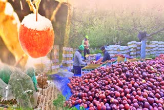 Himachal Apple Crop