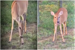 deer eating snake