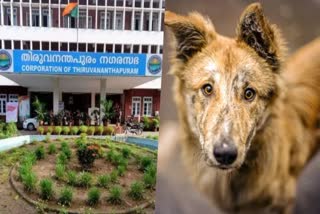 Thiruvananthapuram Corporation  Stray Dog vaccination programme  Dog vaccination programme  Stray Dog  Voluntary Organizations  Stray Dog Attack  കുത്തിവയ്പ്പ് താളം തെറ്റി  ഉത്സാഹമില്ലാതെ സന്നദ്ധ സംഘടനകള്‍  നഗരസഭയുടെ പദ്ധതിക്ക് ഒച്ചിന്‍റെ വേഗം മാത്രം  നഗരസഭ  തിരുവനന്തപുരം നഗരസഭ  കുത്തിവയ്പ്  തെരുവുനായകള്‍  തെരുവുനായ  തെരുവുനായ ആക്രമണം  പേവിഷ പ്രതിരോധ കുത്തിവയ്പ്പ്