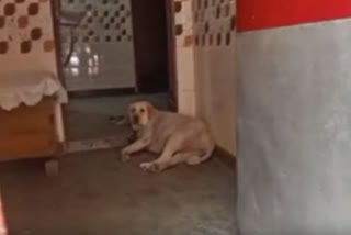 5-year-old injured in dog attack in Delhi