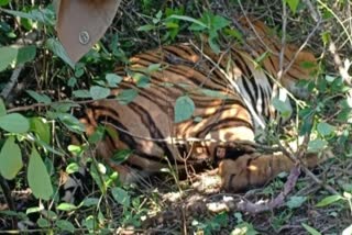 tiger died body