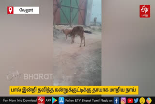 a dog milking a calf in vellore