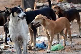 dogs attack on girls in agra