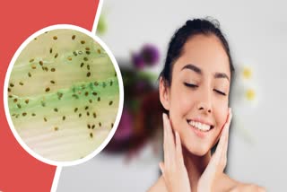 Chia Seed For Skin Care News