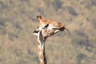 After deer munching snake, clip of giraffe eating bones shocks netizens