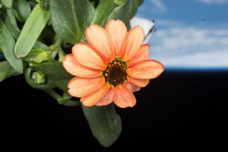 NASA grows flower in Space, shares picture on socoal media
