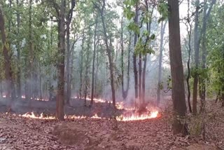 Guru Ghasidas National Park