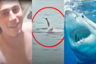 Body parts of Russian tourist found in Shark's belly after people beat it to death