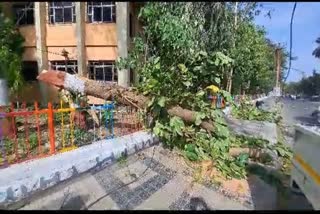 Cyclone Biparjoy : નવસારીમાં પવને પકડી રફતાર, વૃક્ષો ધરાશાયી થતા વીજળી ગુલ