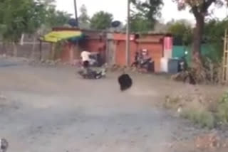 Biker narrowly escapes from bear attack in Maharashtra