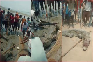 Crocodile beaten to death in Vaishali  crocodile killed in vaishali  crocodile Eat teenager  Vaishali Video Viral  Crocodile Beaten to Death  ಬಾಲಕನನ್ನು ಬಲಿ ಪಡೆದ ಮೊಸಳೆ  ಮಕರವನ್ನು ಕಟ್ಟಿಗೆಯಿಂದ ಹೊಡೆದು ಸಾಯಿಸಿದ ಜನ  ಬಿಹಾರದಲ್ಲಿ ಅಮಾನವೀಯ ಘಟನೆ  ಜನರು ಮೊಸಳೆಯನ್ನು ನದಿಯಿಂದ ಹಿಡಿದು  ಮೊಸಳೆಗೆ ಬಾಲಕ ಬಲಿ  ಗಂಗಾಜಲ ಸಂಗ್ರಹಿಸಲು ಹೋಗಿದ್ದ ಬಾಲಕ ಬಲಿ  ತನಿಖೆಗೆ ಸೂಚಿಸಿದ ಅರಣ್ಯ ಇಲಾಖೆ  ಸಾಮಾಜಿಕ ಜಾಲತಾಣದಲ್ಲಿ ವೈರಲ್