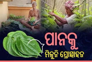 ନିଆଳି ପାନ ଚାଷୀଙ୍କୁ ମିଳିନୁ ପ୍ରୋତ୍ସାହନ