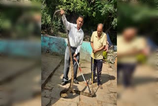 King cobra entered the house in Chaumo village