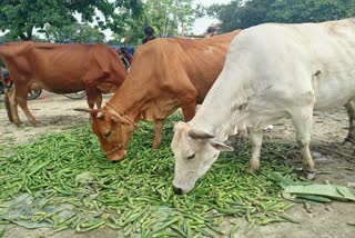 Farmers protest