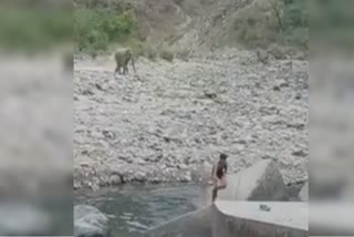 टस्कर हाथी ने नदी में नहाने गए युवाओं को दौड़ाया