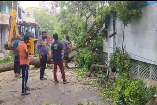 Cyclone Biparjoy : પોરબંદરમાં મહાકાય વૃક્ષ ધરાશાયી, બે વીજ પોલ પડતાં હોસ્પિટલમાં વીજ પુરવઠો ખોરવાયો
