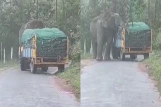 padayappa-wild-elephant-munnar