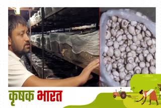 mushroom cultivation in haryana